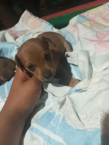 Pinscher