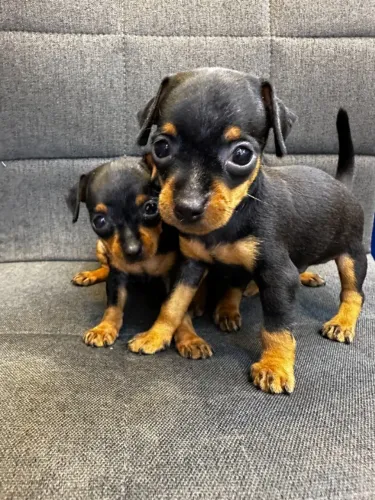 Pinscher mini machinho original. Com total garantia de saúde.