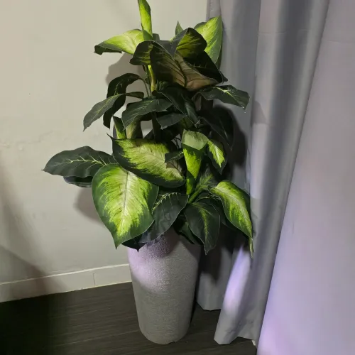 Planta e vaso