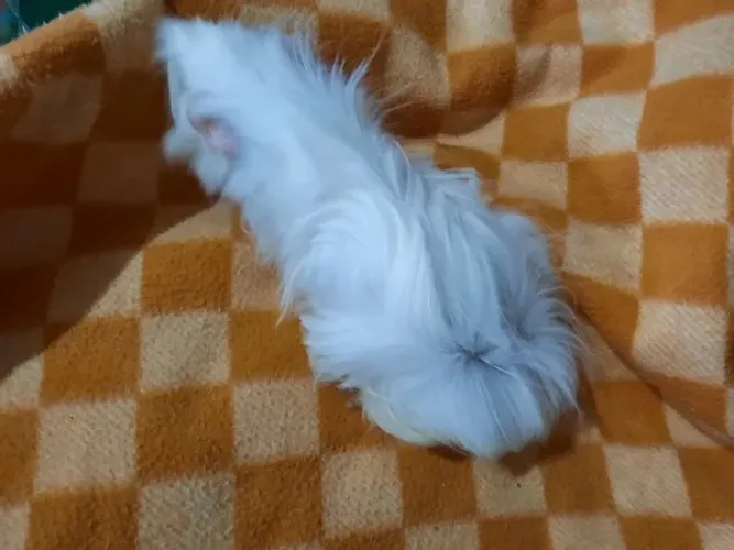 Porquinho da índia Peruano
