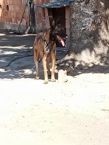 Lucas 