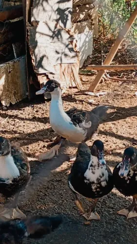 Lindos patos graúdos 