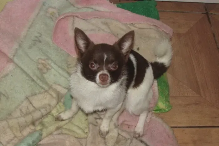 chihuahua adulto