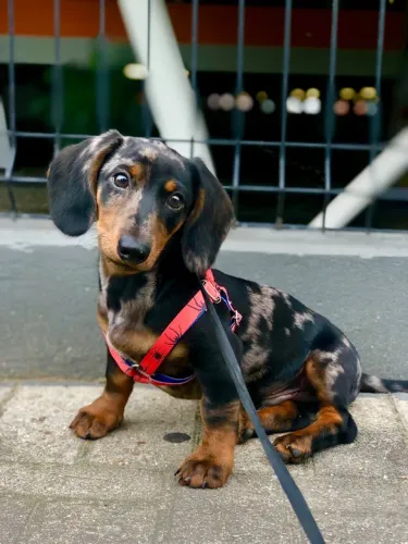 dachshund salsicha filhote arlecrim/mofado 3 meses, disponível!