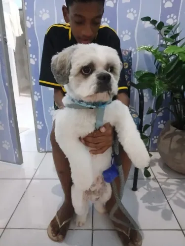 Doa-se cachorro lhasa apso