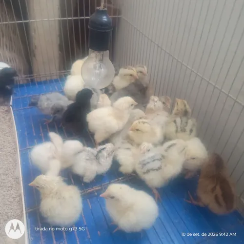 Pintinhos brama