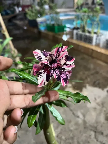 Rosa do deserto