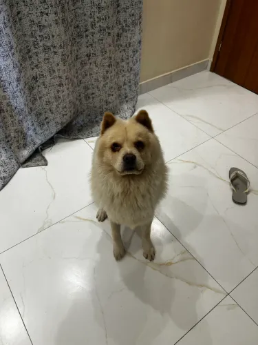 Doação de chow chow