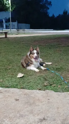 Procuro border collie fêmea 