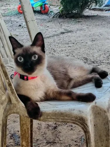 Gato pra adoção 