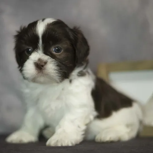 Shih tzu | Filhotes Perfeitos