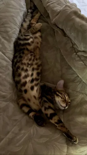 Gato Bengal macho 