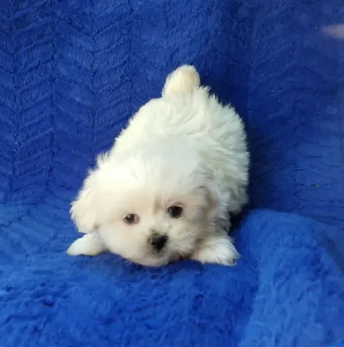 Filhote de Poodle Branco de Encantar Qualquer Família