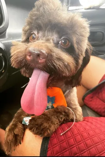 Poodle marrom disponível pra adoção responsável
