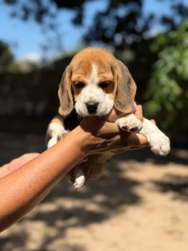 Beagles disponíveis macho e fêmea