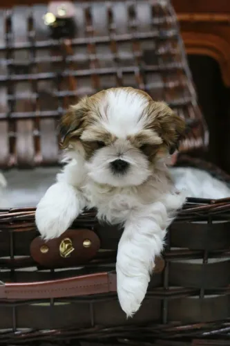 Shih Tzu