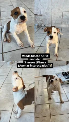 Pit monster fêmea 