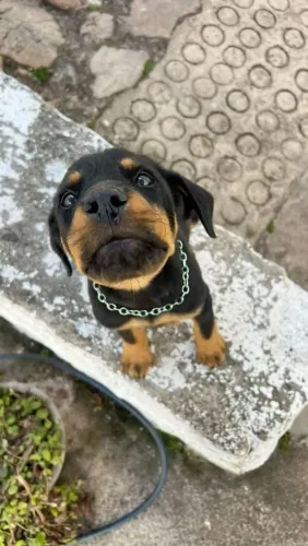 Rottweiler Cachorrinho com apelo comercial e muita presença