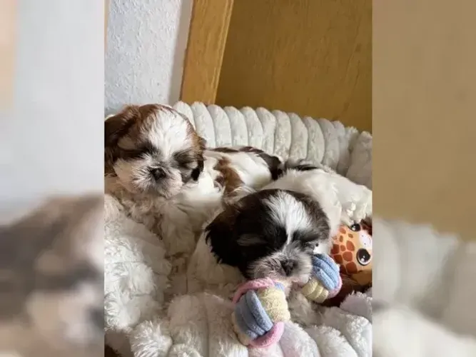 Baby Shih tzu/ shihtzu dóceis e cheios de charme