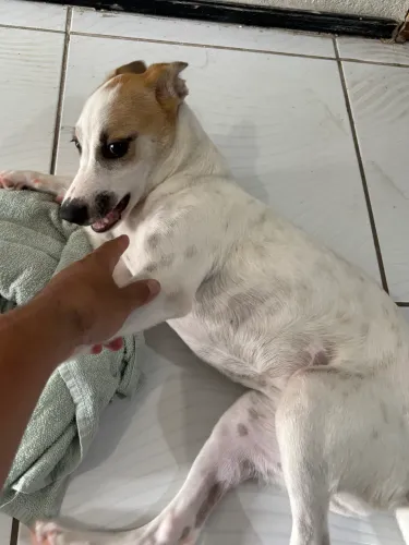 Cadela
