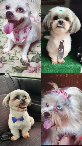 Doação de casal de cachorro 