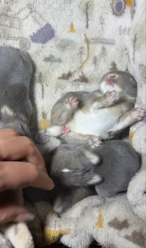 mini coelhinhos 