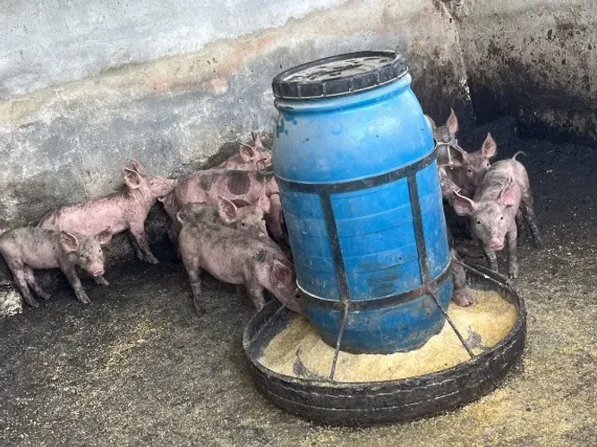 Leitões F1: Duroc com F1 e Pietrain com F1. Valor 250. Faço entrega.