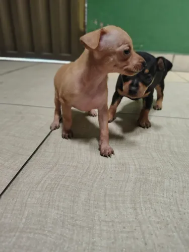 Pinscher