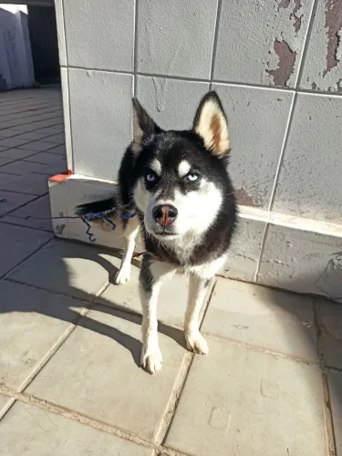 Husky Siberiano