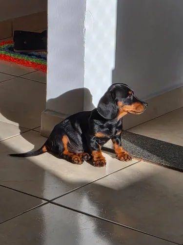 Filhote de dachshund Macho