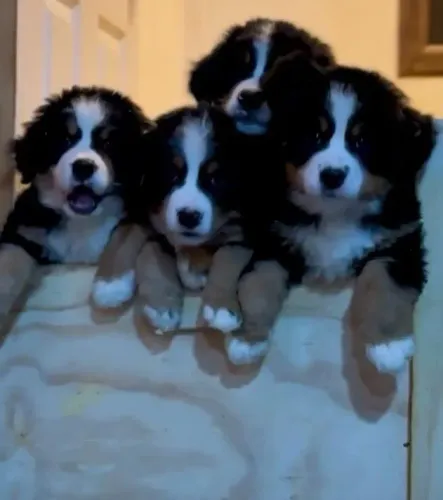 Filhotes de Bernese  | Mini amores esperando você!