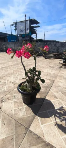 Rosa do deserto