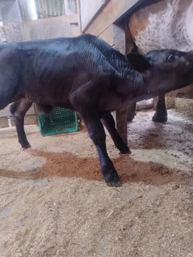 Bezerros Aberdeen angus 