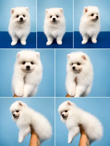 Spitz alemão, Lulu. Branco 
