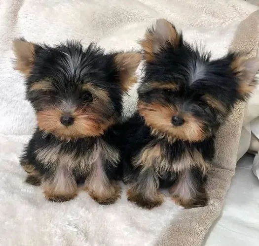 Yorkshire Terrier Companhia que inspira bem-estar