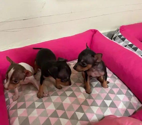 Pinscher fêmea 