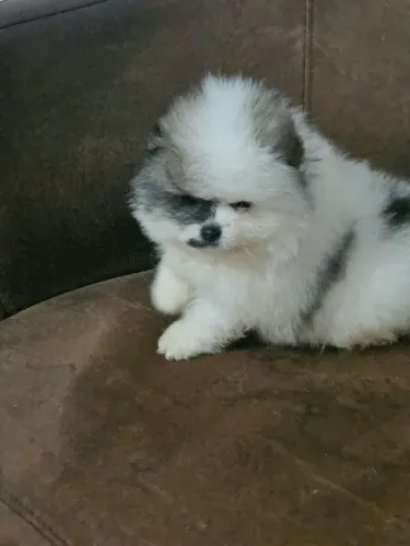 LULU POMERANEA FÊMEA MARAVILHOSA