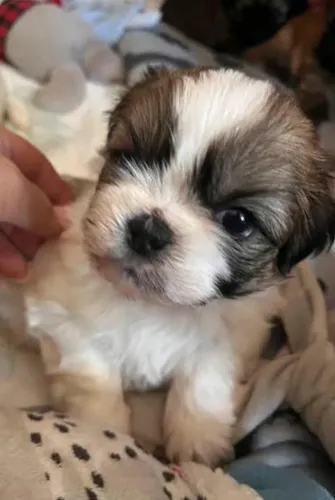 Shihtzu Mini Filhotes Purinhos Perfeitos.