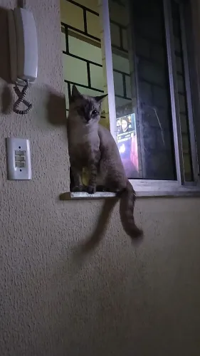 Gatinho para adoção 