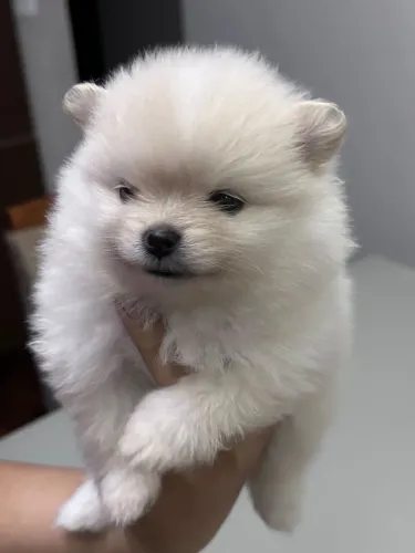 Lulu da Pomerânia - Fêmea