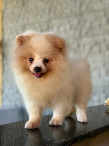 Spitz Alemão perfeitos 