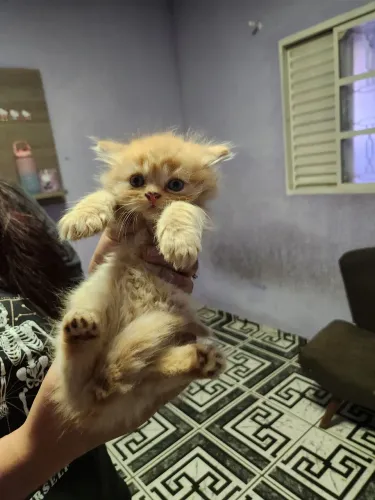 Filhote de gato persa