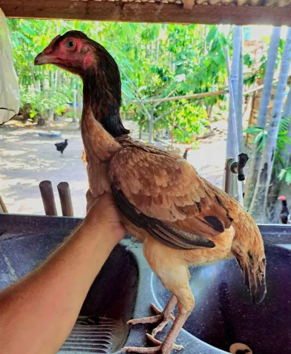 Galinha moura