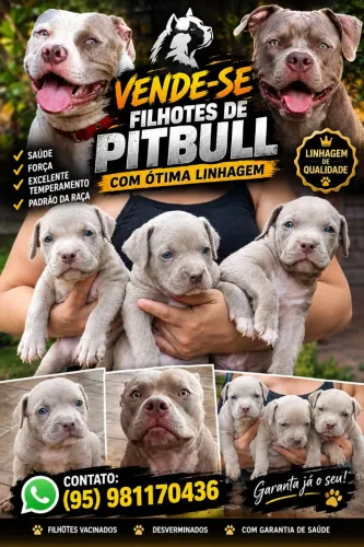 Vende se Filhotes de Pitbull