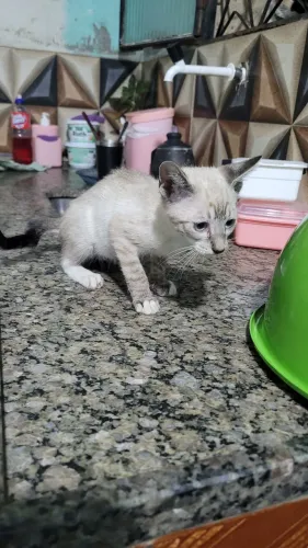 Doação de gatos e gatas - Nova Iguaçu - Rio de janeiro