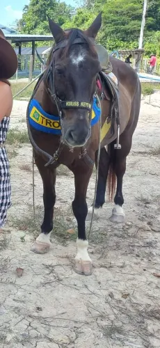 Cavalo Meio Sangue Quarto de Milha , Manso, Pronto para Cavalgada,em Manaus AM