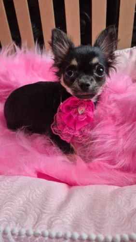 Chiuhuahua femea pelo longo black and tan