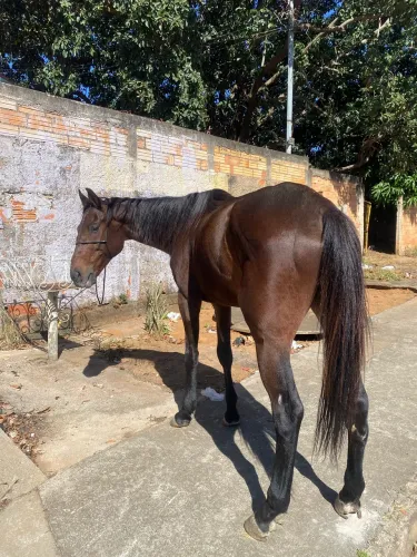 Vende-se cavalo puro sangue inglês