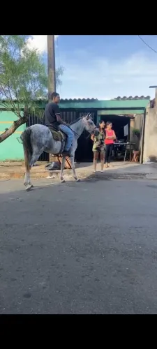 Égua quarto de milha