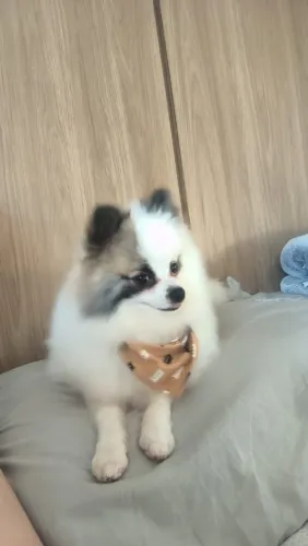 Spitz alemão Macho